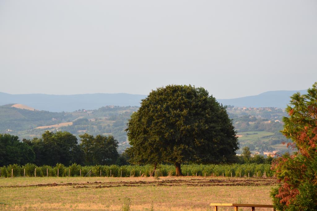 Fattoria Lucciano Vila Borghetto  Quarto foto