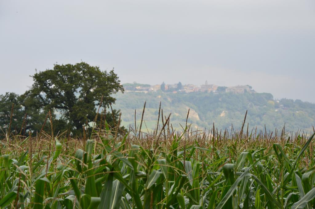 Fattoria Lucciano Vila Borghetto  Exterior foto