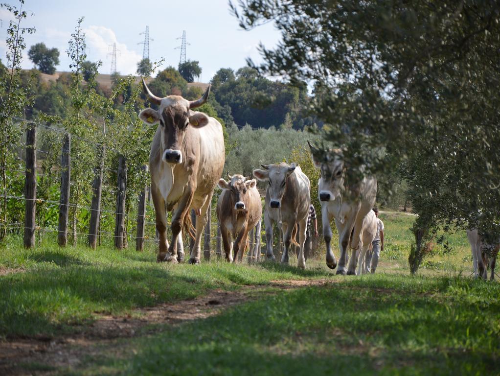 Fattoria Lucciano Vila Borghetto  Exterior foto